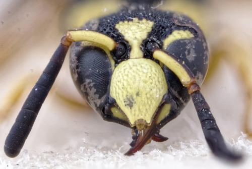 Euodynerus dantici